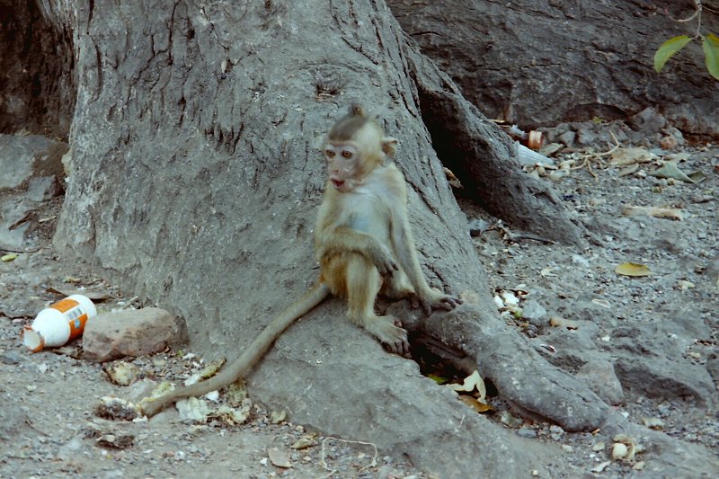 Thailand 2001-EXA134.JPG